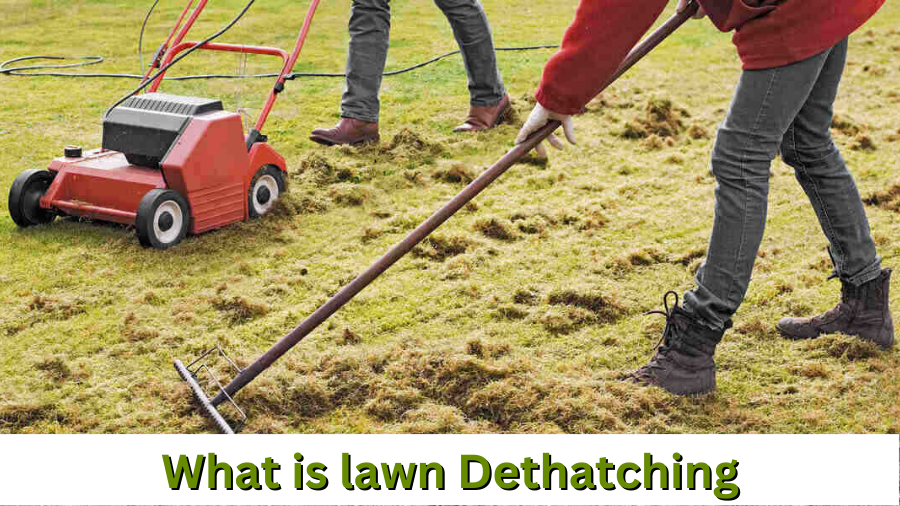 What is lawn Dethatching